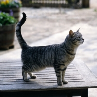 Picture of feral x cat, ben, standing on a table