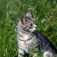 Picture of feral x cat, ben,