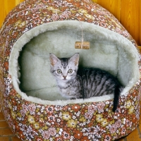 Picture of feral x kitten, ben, in a cat/ dog bed with cork hanging as a toy