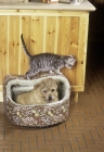 Picture of feral x kitten, ben, walking over norfolk terrier, toffee, bed