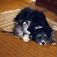 Picture of feral x kitten pawing cross bred dog, border collie x  bearded collie