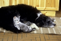 Picture of feral x kitten washing, with border collie x  bearded collie