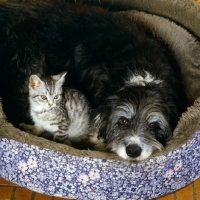 Picture of feral x kitten, with border collie x  bearded collie