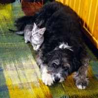 Picture of feral x kitten, with border collie x  bearded collie