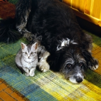 Picture of feral x kitten, with border collie x  bearded collie looking innocent