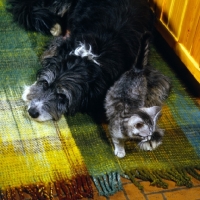 Picture of feral x kitten with border collie x  bearded collie