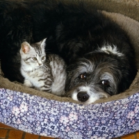 Picture of feral x kitten with border collie x  bearded collie in dog bed