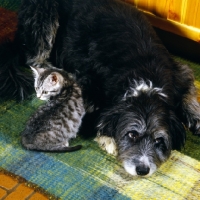 Picture of feral x kitten with cross bred dog, border collie x  bearded collie