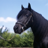 Picture of Fern, Fell Pony head and shoulder