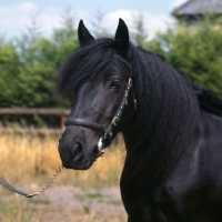 Picture of Fern, Fell Pony head study