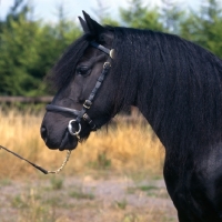 Picture of fern, Fell Pony head study