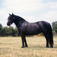 Picture of Fern, Fell Pony mare