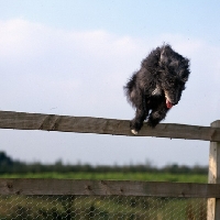 Picture of fern, lurcher jumping fence