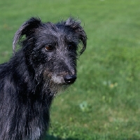 Picture of fern, lurcher looking sad