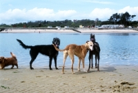 Picture of fern, mouse, rosy & kevin, 2 lurchers, a greyhound, all rescued, and Norfolk Terrier on the beach