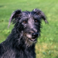 Picture of fern, portrait of grey lurcher with beautiful eyes