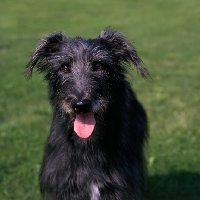 Picture of fern, portrait of grey lurcher