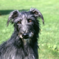 Picture of fern, rough coated lurcher head study