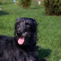 Picture of fern, rough coated lurcher lying