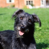 Picture of fern, rough coated lurcher