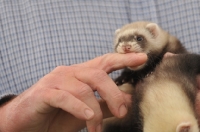 Picture of Ferret biting