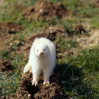 Picture of ferret digging