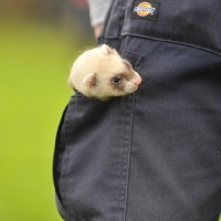 Picture of ferret kit, in trouser pocket