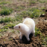 Picture of ferret looking aside