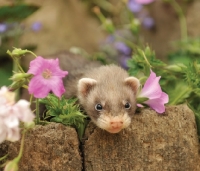 Picture of ferret near flowers