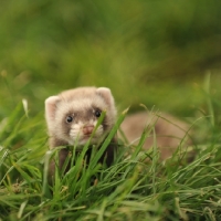 Picture of Ferret