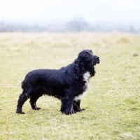 Picture of field spaniel from mittina kennels standing in a field