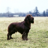 Picture of field spaniel, side view