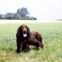 Picture of field spaniel standing in a field