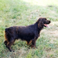 Picture of field spaniel standing on grass