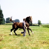 Picture of fiery Gelderland in action, swishing tail, with Dutch handler