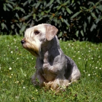 Picture of fileena kirke, cesky terrier in czech republic