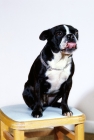 Picture of film star bossy with tongue out