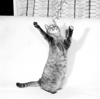 Picture of film star cat at home stretching to catch mistletoe