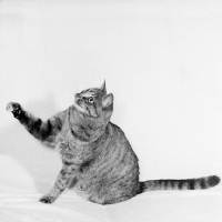 Picture of film star cat reaching out