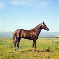 Picture of final (name of horse), karabair stallion in uzbekistan,
