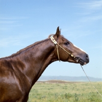 Picture of final (name of horse), karabair stallion headshot