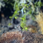Picture of finch on rock, south plazas island, galapagos islands