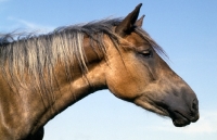 Picture of Finnish Horse, a beautiful colour, head study, at YpÃ¤jÃ¤, grey mane bronze coat