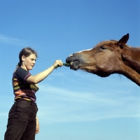 Picture of Finnish Horse at YpÃ¤jÃ¤ taking grass from girl