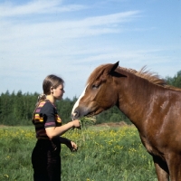 Picture of Finnish Horse eating grass with girl