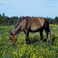 Picture of Finnish Horse grazing at YpÃ¤jÃ¤, brown with grey mane