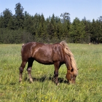 Picture of Finnish Horse grazing at YpÃ¤jÃ¤