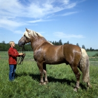 Picture of Finnish Horse handled by Finnish girl, draught type