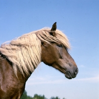 Picture of Finnish Horse head and shoulders at YpÃ¤jÃ¤