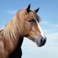 Picture of Finnish Horse head and shoulders 